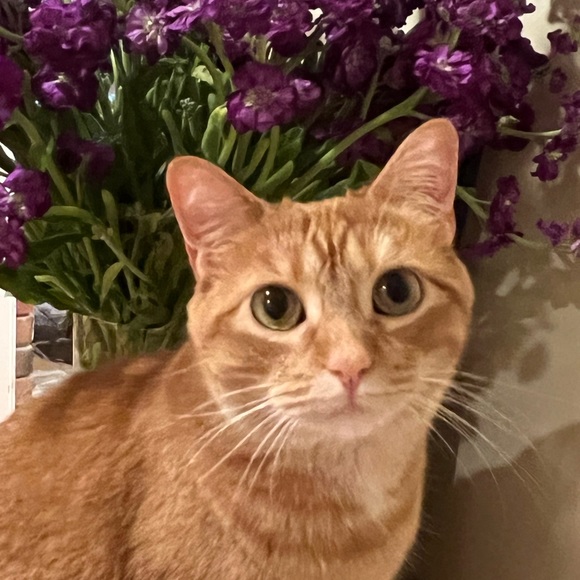 Meet your Posher, Julia - Picture 1 of 1